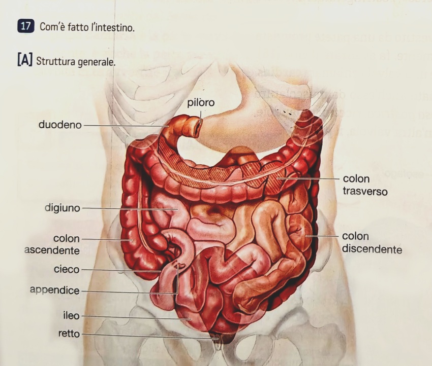Com'è fatto l'intestino