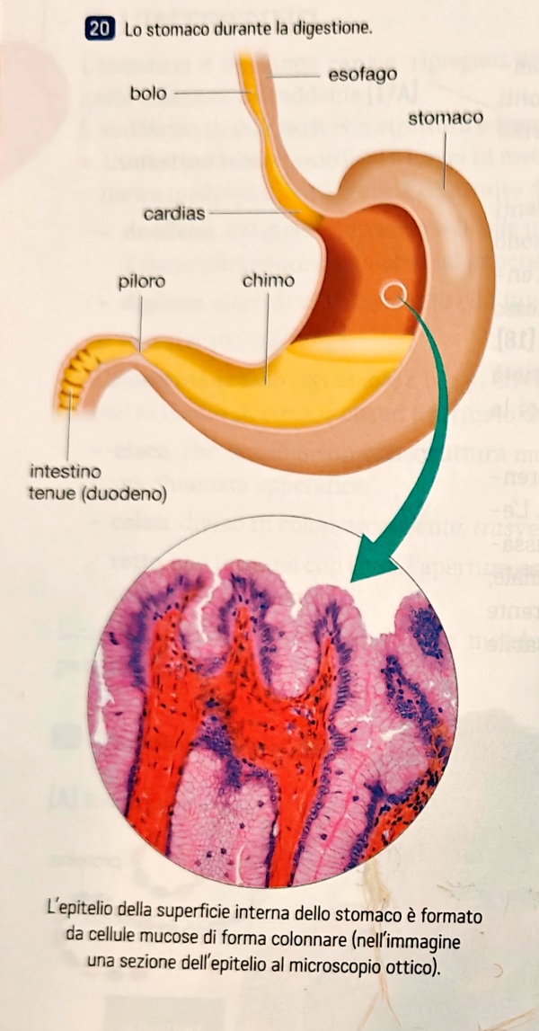 Lo stomaco durante la digestione del cibo