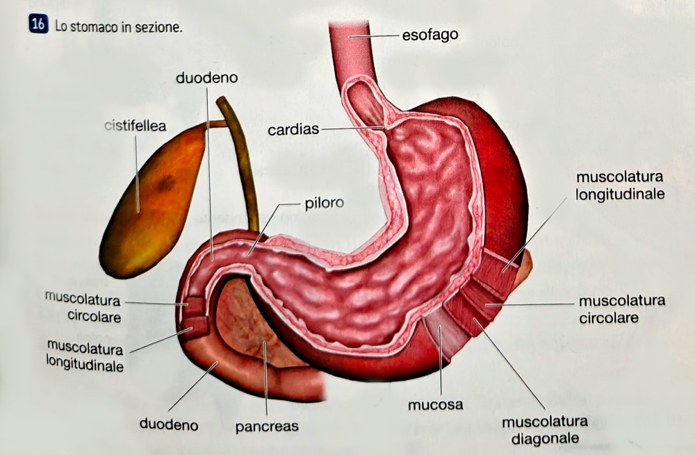 Lo stomaco in sezione