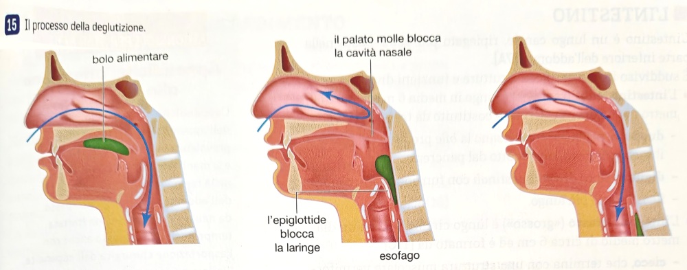 Il processo di deglutazione